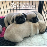 Cachorros Pug Carlino 10