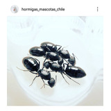 Hormiga Camponotus Morosus / Reina De Criadero / Mascota 