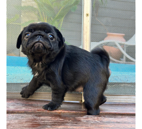 Pug Macho Negro Vacunas Pedigree