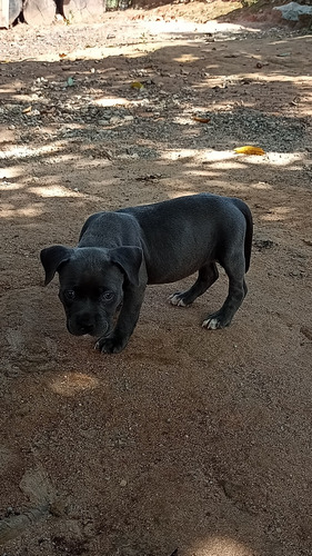 Vendo Filhotes De American Bully Fêmeas 