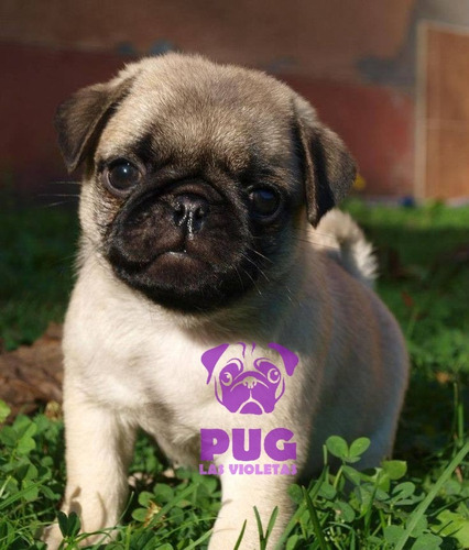 Cachorro Pug Carlino Gris 08