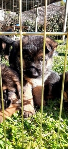 Cachorros Ovejeros Alemanes Padres Inscriptos En Poa