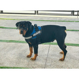 Perro Rottweiler Hembra