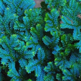 Samambaia Azul - Mini - Furtacor - Polypodium Aureum