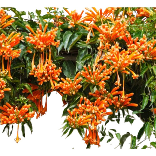 Trompeta De San Juan Pyrostegia Venusta Bignonia De Invierno