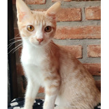 Gatito En Adopción Responsable 