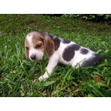 Beagle Machinho Belo Filhote