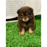 Pomerania Cara De Oso