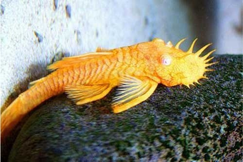 Peixe Cascudo Ancistrus Albino 3 A 4 Cm - Excelente Algueiro