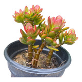 Suculenta Mini Jade Pote 15 Planta Externa De Sol