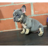 Cachorros Bulldog Francés Blue And Tan Perros Disponibles!!