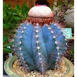 Semillas Cactus - Melocactus Azureus