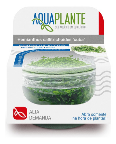 Planta Aquaplante Hemianthus Callitrichoides Cuba - Carpete