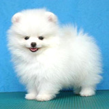 Pomerania, Adorables Cachorritos Pedigree Fcm Finísimos, Msi