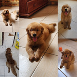 Golden Retriever (macho) Filhote Nascido Em 09/12/2023