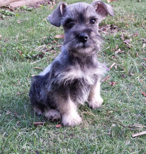 Cachorros De Raza Schnauzer Miniatura Vacunados 