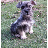 Cachorros De Raza Schnauzer Miniatura