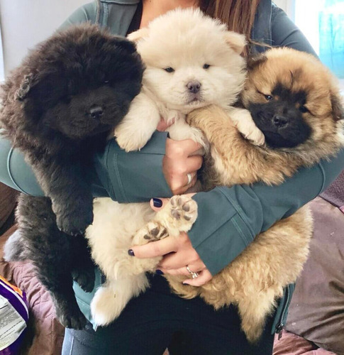 Chow Chow Adoráveis Filhotes Disponiveis 