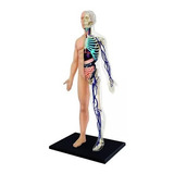 4d Vision Human Anatomy Modelo Torso Humano Medio 626203