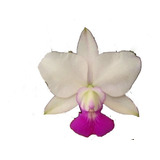 Orquídea Cattleya Walkeriana Kit 5 Mudas Semi Alba