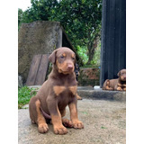 Perro Doberman Precio Rebajado