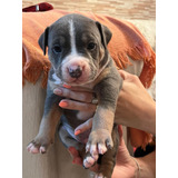 Pitbull Blue Tricolor Cachorros