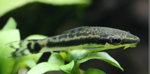  Peixe Limpa Vidro Otocinclus Affinis Pact Com 5 Unidades