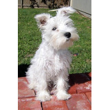 Amoroso Schnauzer Miniatura Blanco Lidia Sico