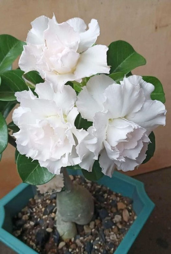  Rosas Del Desierto Adenium Obesum Ramo De Novia + Regalo
