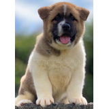 Cachorro Akita Americano