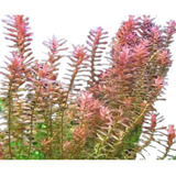 Rotala Pink Planta Acuatica