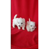 Cachorros Maltés Bichón Mini