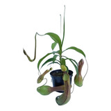 Planta Carnívora Nepenthes Graciliflora 