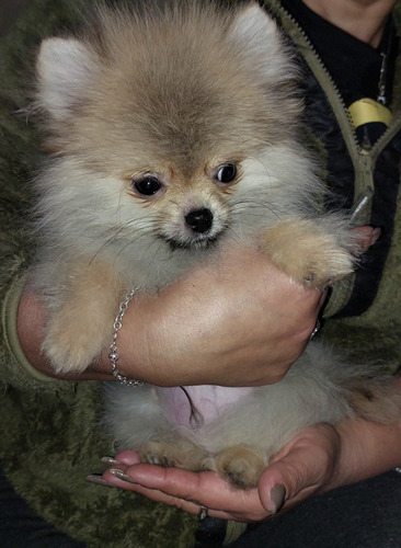 Pomerania Macho 4 Meses,inscrito Kcc