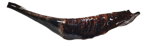 Shofar Carnero Kosher Spdf050 Enseñanza + Envío 35.8cm