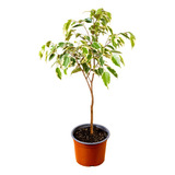 Ficus Benjamina Variegado Planta De Interior