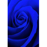 100 Semillas De Rosas Azul Aromáticas Más Envío.