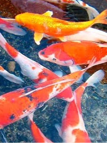 10 Carpas Koi Ornamentais,12cm, Entrega Rio De Janeiro 24hs