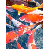 10 Carpas Koi Ornamentais,12cm, Entrega Rio De Janeiro 24hs