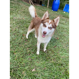 Cachorros Pomsky Manto Rojo Disponibles Medellín Bogotá Cali