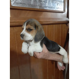 Beagle Encantadores Cachorros Tricolor