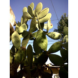 Cactus Esqueje Nopal Higo Morado Envíos Opuntia Ficus-indica