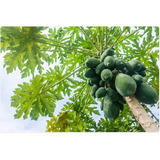 Semillas De Papaya