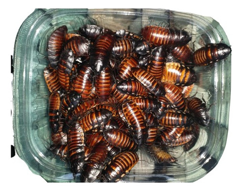 Barata De Madagascar - 30 Ninfas Pequenas (0,5 - 2cm)