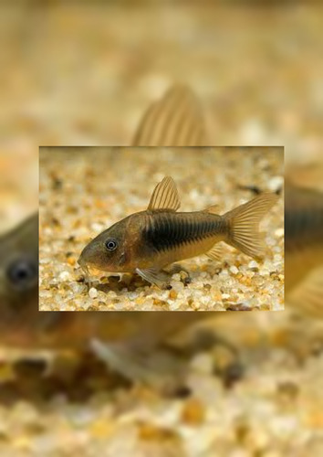 Peixe Corydora Bronze Pct 4 Und