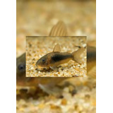 Peixe Corydora Bronze Pct 4 Und