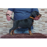 Doberman Cachorros ( Pedigree Int)