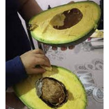 Aguacate Amarillo( Kigkong )  Injerto Prod. 1 Año