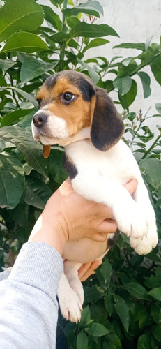 Última Hembrita Beagle De 7 Meses Hermosa