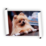 Poster Tierno Perrito Pomeranio 60x90cm